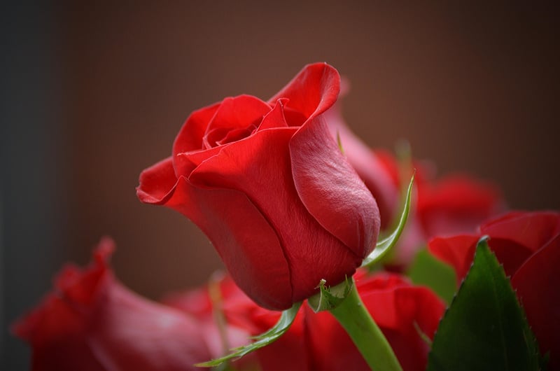 Romantic Roses