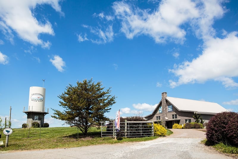 Vineyard Barn Wedding